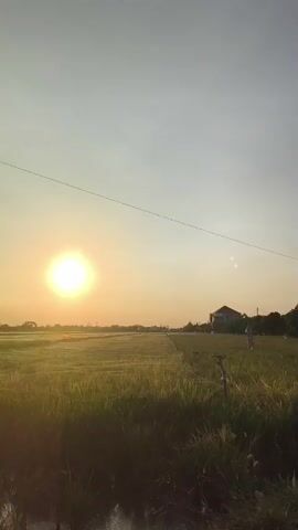 A drone flies over a sunlit rice paddy at dawn. The sun, a bright white orb, is low on the horizon, casting a warm glow over the landscape. The sky is a gradient of pale blue and yellow. A thin black wire stretches across the upper portion of the frame. In the midground, a house with a reddish roof is visible amongst trees. A small flag is planted in the ground near the house. The foreground is filled with tall, green grass. The overall scene is one of peaceful morning tranquility.