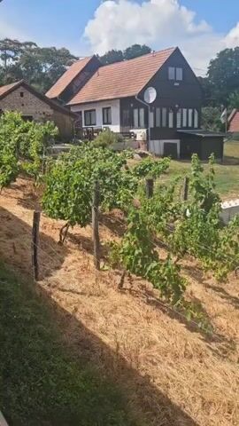 This is a medium shot video of a vineyard on a sunny day. The camera pans slowly to the right. In the foreground is a vineyard with rows of grapevines on a slope. The ground is covered in dry straw. In the midground, there is a cluster of buildings, including a house with a dark brown upper story and white lower story, a red tile roof, and a satellite dish. To the left of the house is a smaller building with a stone facade. Further to the right, there is a grassy area with trees and what appears to be a statue. The sky is blue with scattered white clouds. The overall impression is of a rural, bucolic scene.