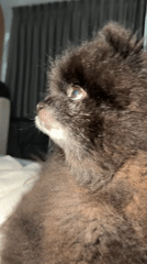 Pomeranian dog rests on bed in Kathu, Thailand