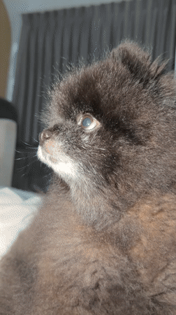 Pomeranian dog rests on bed in Kathu, Thailand