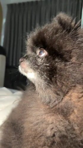 Pomeranian dog rests on bed in Kathu, Thailand