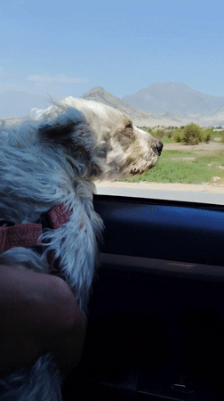 Small dog in red harness enjoys car ride in Peru