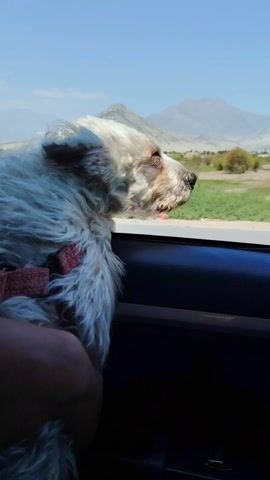 A small white dog with fluffy fur peers out of a car window as it drives along a road with a scenic view. The dog is wearing a red harness and is being held in someone's lap. The window is partially rolled down, and the wind is blowing through the dog's fur. Outside the window, there is a dry landscape with sparse vegetation, and mountains can be seen in the distance under a blue sky. A road sign flashes by, and music plays in the background.