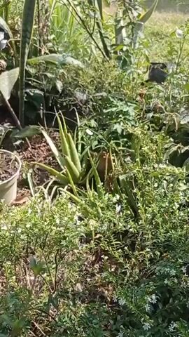 The video shows a garden with various plants, including an aloe vera plant and a potted plant with green sprouts. There are also small white flowers visible. In the foreground, a white butterfly is seen resting on some leaves. The lighting suggests it is daytime, possibly morning or afternoon, with sunlight filtering through the foliage. The scene appears to be a peaceful outdoor environment.