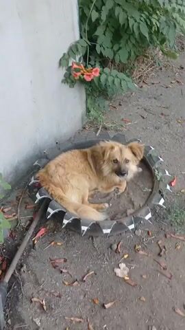 A tan dog is resting in a repurposed tire that has been altered to resemble a sunburst or star. The tire is placed on the ground, which is covered with dirt and fallen leaves. Behind the dog and tire, there is a concrete wall and some green foliage with orange flowers. The dog is lying down, facing the camera, with its head slightly tilted. The video appears to be shot outdoors during the day.
