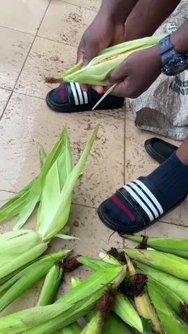 This close-up video shows hands peeling fresh corn on a tiled floor, likely in Aiyegunle, Nigeria. A person, identified by their hands and feet, is in the process of removing the husks from several ears of corn. The corn cobs are green and appear to be recently harvested.

The setting is outdoors, suggested by the tiled ground, which shows signs of moisture, and a grey sack in the background. The lighting indicates it is daytime, possibly morning or afternoon, with no strong shadows suggesting midday sun. The atmosphere appears to be one of preparation or harvesting.

The person is wearing navy blue socks with white stripes and black slides with white stripes, common footwear. A black watch is visible on their wrist. A collection of already-peeled corn husks and several unpeeled ears of corn are scattered on the floor, forming a natural arrangement around the person's feet. The focus is on the hands skillfully working to reveal the kernels beneath the husks.

There is no visible text in the video. The activity is straightforward: preparing corn for consumption or further processing. The overall impression is one of a simple, practical task being carried out in an everyday setting.