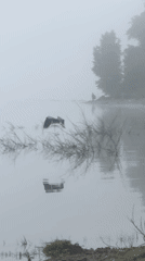 Morning wildlife and fishing activity observed in Chaikovsky, Russia