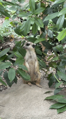 Meerkats and capybaras at a Changning wildlife attraction