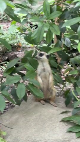 A meerkat stands upright on a rock, surrounded by lush green foliage. The meerkat is facing left and then turns its head to look at the camera. It has dark markings around its eyes and a light brown coat. The background consists of more green leaves and some dirt.