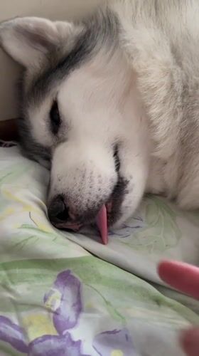 Lazy morning in with a husky and a calico cat