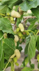Person examines ripening mulberries on tree in Armenia