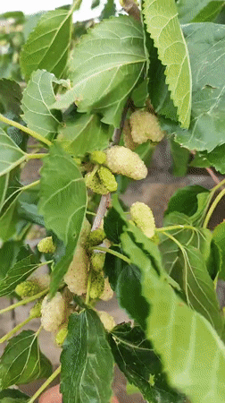 Person examines ripening mulberries on tree in Armenia