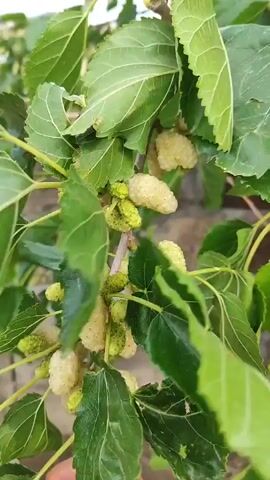A close-up video shows a branch of a mulberry tree with ripening white mulberries and green leaves. The focus shifts slightly as the camera moves, revealing more of the branch and its fruit.