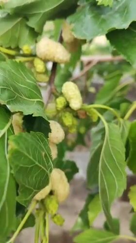Person examines ripening mulberries on tree in Armenia