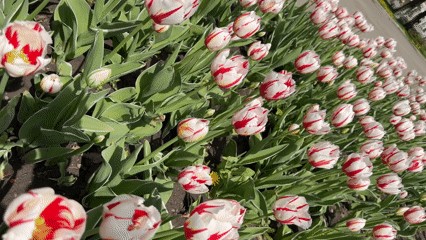 Spring blooms draw visitors to Târgu Mureș public gardens