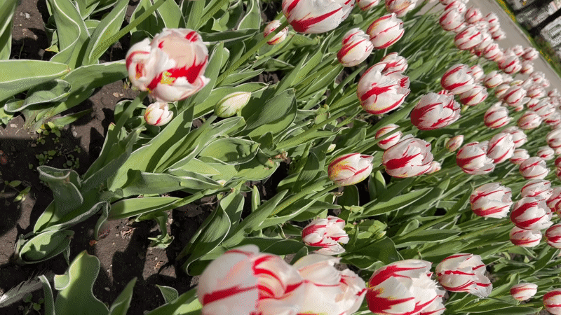 Spring blooms draw visitors to Târgu Mureș public gardens
