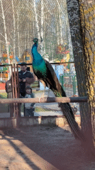Visitors document peacock, sculptures at Chaikovsky park