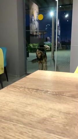 From an interior viewpoint, a dog stands in a doorway looking into the room. The doorway is glass, providing a glimpse into an outdoor seating area with people seated at tables. The dog has brown and black fur and a focused expression. A light-colored wooden table is visible in the foreground.  The walls of the interior room are painted grey. There are yellow and blue chairs visible inside the room.