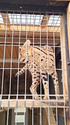 A serval cat is standing inside a wire enclosure. The cat is facing left and looking forward. The enclosure is made of wood and wire mesh and appears to be outdoors. The cat is a light tan color with black spots. Its tail is long and thin with black rings. The cat is standing on a wooden platform. The background is also wood. The video is taken from the outside of the enclosure looking in.