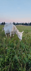 Goats grazing near unfinished buildings on a Belarusian village edge