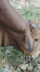 Brown cow grazing captured on video in Vietnam