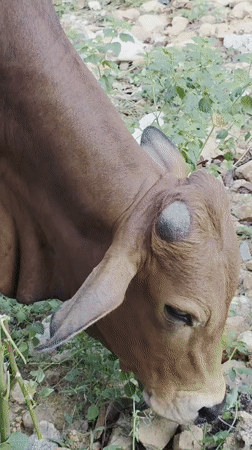 Brown cow grazing captured on video in Vietnam