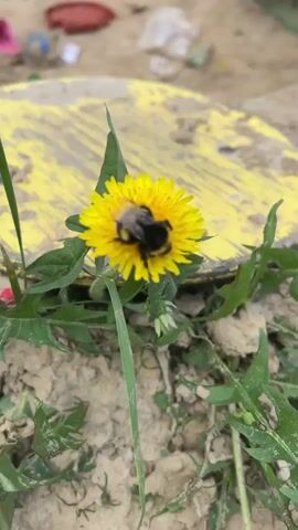 The video shows a bumblebee on a yellow dandelion flower. The bumblebee is black with yellow stripes and is located in the center of the flower. The dandelion has green leaves around its base and is growing in a patch of dirt. Behind the flower, there is a yellow object with black markings, a sandbox, and some scattered toys. A child's voice can be heard in the background.