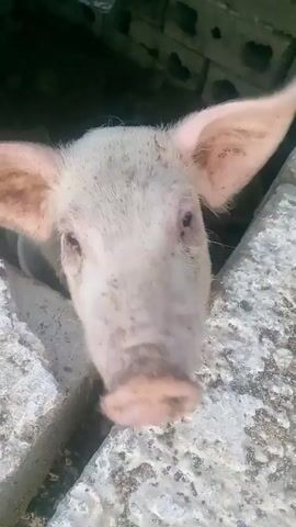 A video shows a piglet looking out of a small opening in a wall or structure made of concrete blocks. The piglet's face is visible, with its snout and ears prominently displayed. The piglet is white with some dirt on its face. The background is dark, suggesting the piglet is inside a confined space. Sounds suggesting pig noises are also present.