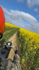 Motorcyclist rides through yellow rapeseed fields in rural Belarus