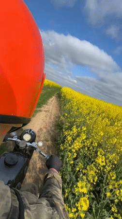 Motorcyclist rides through yellow rapeseed fields in rural Belarus