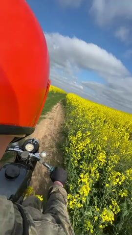 A first-person perspective shot shows someone riding a black motorcycle on a dirt path between fields of bright yellow rapeseed flowers under a partially cloudy blue sky. The rider wears a red helmet, a camouflage jacket, and black gloves. The motorcycle’s dashboard is visible, and the path stretches into the distance, lined on both sides by the blooming flowers. A bird briefly flies into the frame at one point.