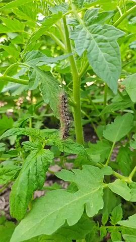 A caterpillar is shown on a green leaf of a tomato plant. The caterpillar is hairy and brown with black markings. The leaves are green and serrated. The background is blurred and shows more green foliage.