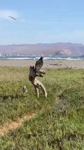 The video shows a turkey vulture perched on a dead, twisting branch in a grassy field. In the background, there's a sandy beach, an ocean with breaking waves, and a distant mountain range under a clear blue sky. The vulture is primarily black with a bright red, featherless head. The grass in the field is mixed with brown patches, suggesting dryness.