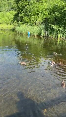 A group of ducks are swimming in a pond. The pond is surrounded by trees and reeds. The water is clear and you can see the bottom of the pond. There is a blue plastic bag floating in the water near the reeds on the left side of the frame. One duck is in the foreground, facing left. Behind it, there are several smaller ducks swimming together. In the background, another duck is in the process of taking flight, with its wings spread and water splashing around it. The overall impression is a natural scene of ducks in their habitat.