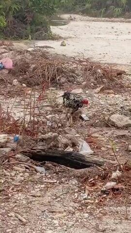 A rooster with black, white, and green plumage and a red comb is foraging on a littered ground. The ground is covered with pebbles, dirt, dried leaves, twigs, and various pieces of trash, including plastic bottles and bags. In the background, a dirt path or dry riverbed is visible, with green foliage further beyond. The rooster is walking and pecking at the ground. Another rooster, predominantly black with some red and white markings, is visible in the background to the right, also foraging.