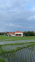 Running along the rice paddy roads of Mengwi, Bali