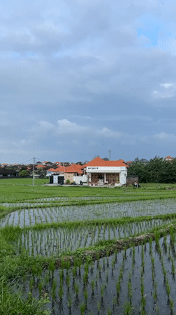 Running along the rice paddy roads of Mengwi, Bali