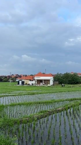 Running along the rice paddy roads of Mengwi, Bali