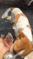 Woman plays with dogs in early morning Mũi Né encounter