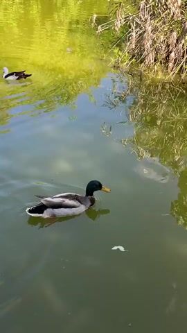 The video shows a duck swimming in a green pond. The duck is a male mallard, with a green head, grey body, and yellow bill. It is swimming slowly, leaving a wake behind it. The pond is covered in reflections of trees and other plants. There are some reeds growing on the edge of the pond. Later in the video, two more ducks can be seen searching for food.