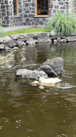 Evening garden scenes documented in Cañada de Madero