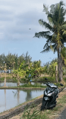 Rice paddies and rocky coastline around Blahbatuh, Bali