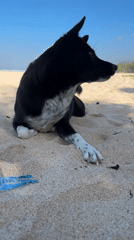 Beach scenes captured at Melasti, Kuta Selatan: dog, workout, boat
