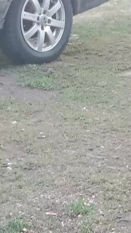 The video shows a close-up view of a silver Volkswagen wheel on a car, parked on a grassy and dirt area. The car appears to be a darker color, possibly black or dark grey, and only a portion of the rear passenger side is visible. The wheel is silver with a multi-spoke design, and the Volkswagen logo is clearly visible in the center. The ground surrounding the car is a mix of sparse green grass, dry dirt, and small stones or debris. There is no indication of people or any other objects in the frame. The lighting suggests it might be daytime, possibly overcast as there are no harsh shadows. The setting appears to be outdoors in a casual, perhaps rural or suburban, environment. No specific activity or event is taking place; the scene is static, focusing on the parked car. There is no visible text in the video. The overall impression is a mundane, everyday scene.