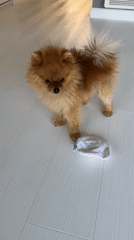 Pomeranian plays with egg toy in Asenovgrad, Bulgaria