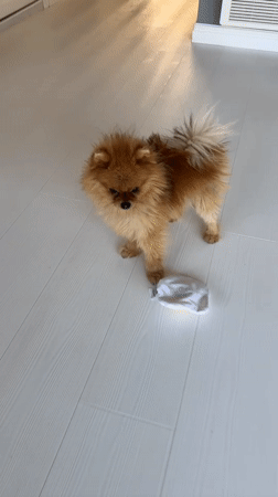 Pomeranian plays with egg toy in Asenovgrad, Bulgaria