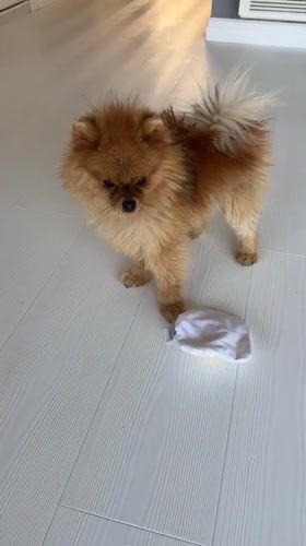 Pomeranian plays with egg toy in Asenovgrad, Bulgaria