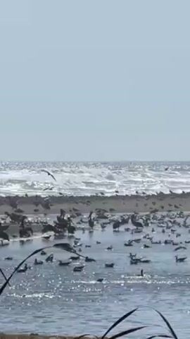 The video shows a sunny beach scene with a large number of birds. The ocean is visible in the background with waves breaking on the shore. Many birds are swimming in the water near the beach, while others are standing on a small sandy island. Some birds are flying. The sky is clear and blue. Some vegetation is visible in the foreground at the bottom of the frame.