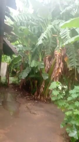 The video begins with a ground-level view of a dirt path beside a cluster of banana trees. The camera suddenly pans upwards and briefly focuses on a bunch of green bananas growing on one of the trees before the video ends. The lighting is bright and the visibility is good. The environment appears to be a tropical garden or small farm. There are no people visible in the video.