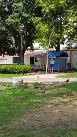 A person in a green top and denim shorts is standing near a blue changing structure in an outdoor area with green grass and trees. Several pigeons and a seagull are on the grass. A building with a white facade and red-tiled roof is visible in the background. A lamppost stands to the left. The overall scene appears to be a park or recreational area.